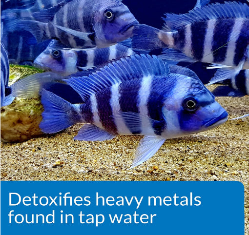 API Tap Water Conditioner Detoxifies Heavy Metals and Dechlorinates Aquarium Water [Aquarium Supplies] 64 oz