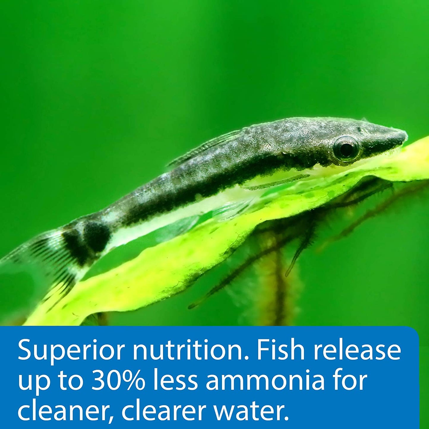 API Algae Eater Sinking Wafers Fish Food [Aquarium Supplies for Aquarium] 6.4 oz